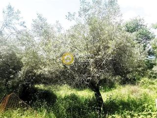 Αγροτεμάχια 5.000 τ.μ. για πώληση