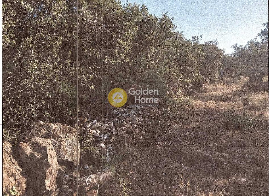 Αγροτεμάχια 5.650 τ.μ. πρός πώληση, Μαγνησία, Αρτέμιδα