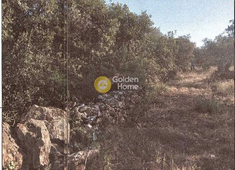 Αγροτεμάχια 5.650τ.μ. για πώληση-Αρτέμιδα » Μαλάκι