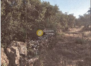 Αγροτεμάχια 5.650 τ.μ. για πώληση