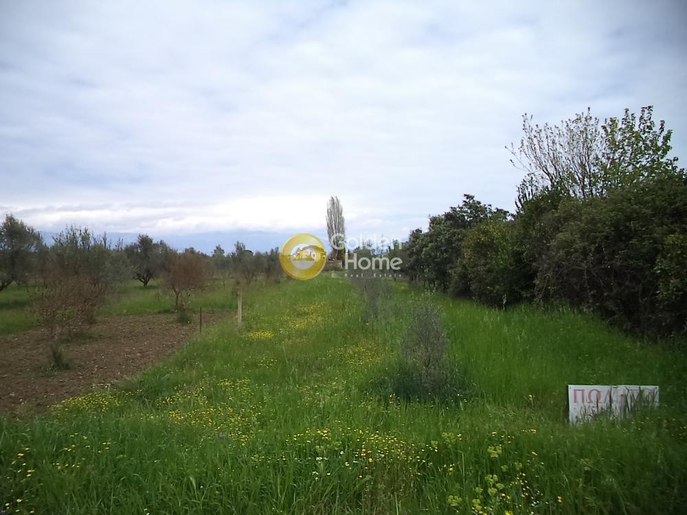 Αγροτεμάχια 2.730 τ.μ. προς πώληση, Νικολαίικα