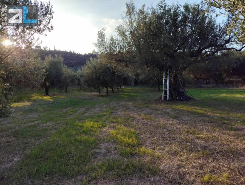 Αγροτεμάχια 3.380 τ.μ. προς πώληση, Μιντιλόγλι