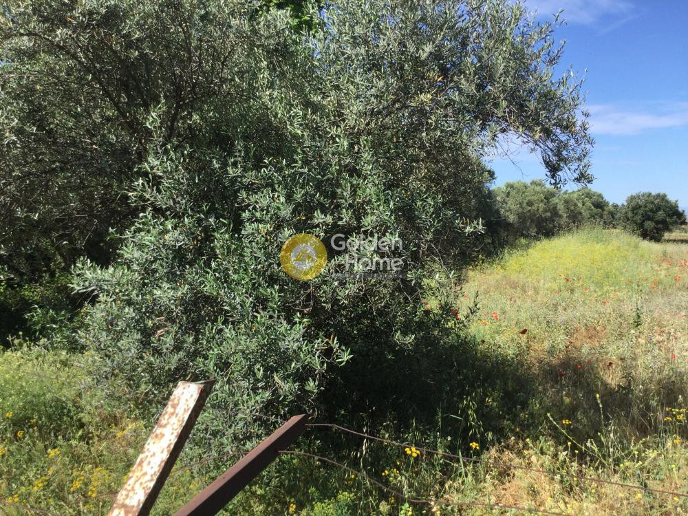 Αγροτεμάχια 5.060 τ.μ. προς πώληση, Κέντρο Θέρμης