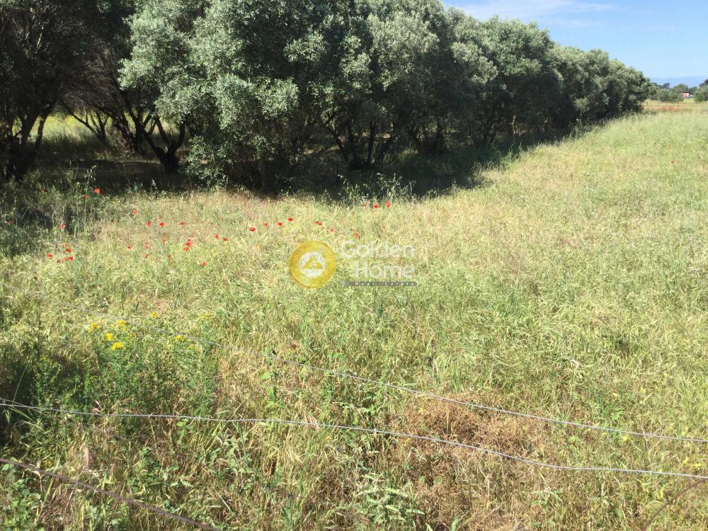 Αγροτεμάχια 5.060 τ.μ. προς πώληση, Κέντρο Θέρμης