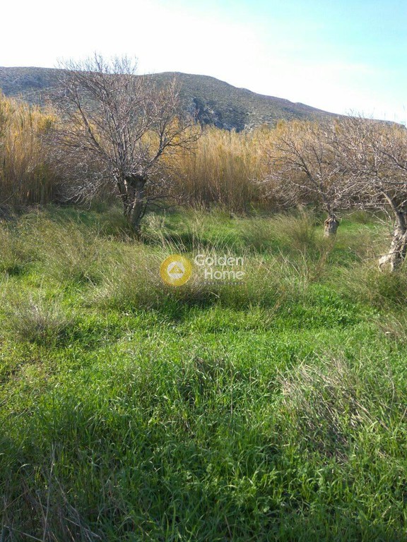 Αγροτεμάχια 60.000 τ.μ. προς πώληση, Καρνάρι Αρχανών