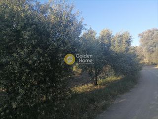 Αγροτεμάχια 4.000 τ.μ. για πώληση, Ν. Ηρακλείου, Γορτύνα-thumb-6