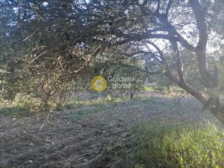 Αγροτεμάχια 4.000 τ.μ. για πώληση, Ν. Ηρακλείου, Γορτύνα-thumb-7