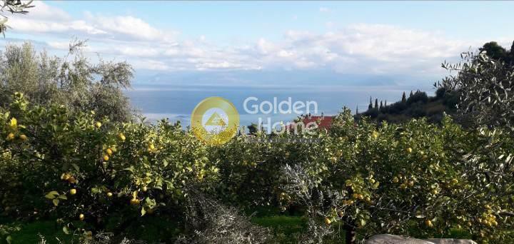 Οικόπεδο 3.977 τ.μ. προς πώληση, Άνω Λουτρό