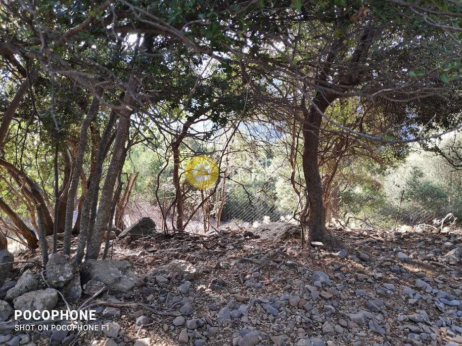 Οικόπεδο 14.666 τ.μ. προς πώληση, Τοίχος