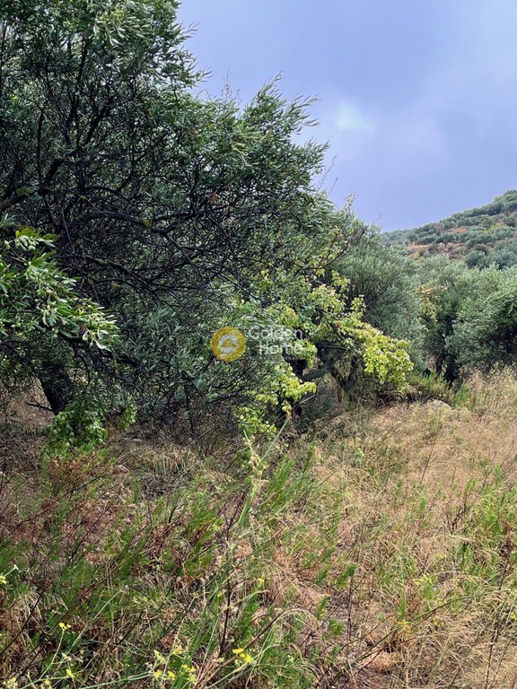 Αγροτεμάχια 5.900 τ.μ. προς πώληση, Χαμέζι