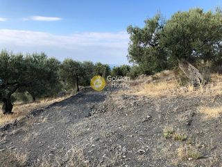 Αγροτεμάχια 6.500 τ.μ. για πώληση