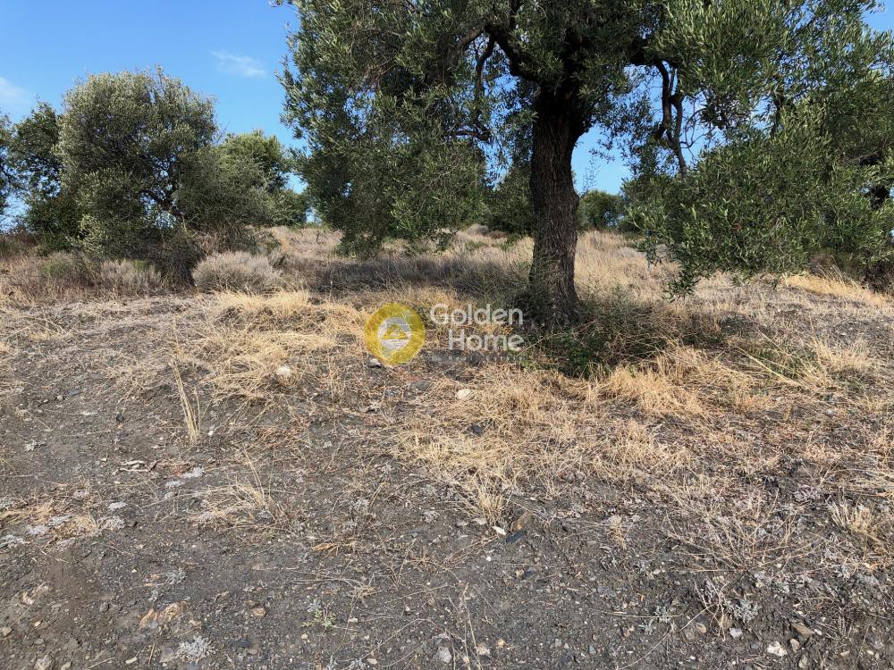Αγροτεμάχια 6.500 τ.μ. προς πώληση, Νέος Μαρμαράς