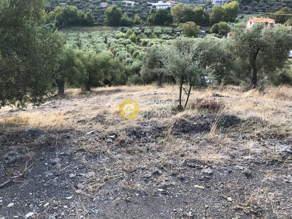 Αγροτεμάχια 6.500 τ.μ. προς πώληση, Νέος Μαρμαράς