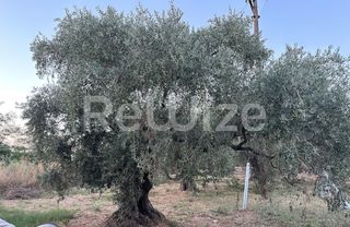 Οικόπεδο 2.500 τ.μ. προς πώληση, Μακρυάμμος-thumb-9