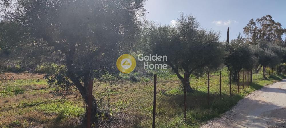 Αγροτεμάχια 7.500 τ.μ. προς πώληση, Παραλία Νιφοραίικων