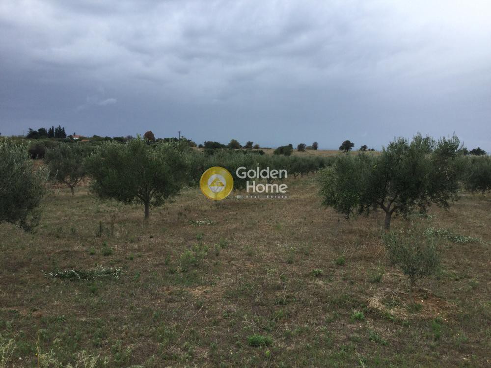 Αγροτεμάχια 8.700 τ.μ. προς πώληση, Αγγελοχώρι Μηχανιώνας