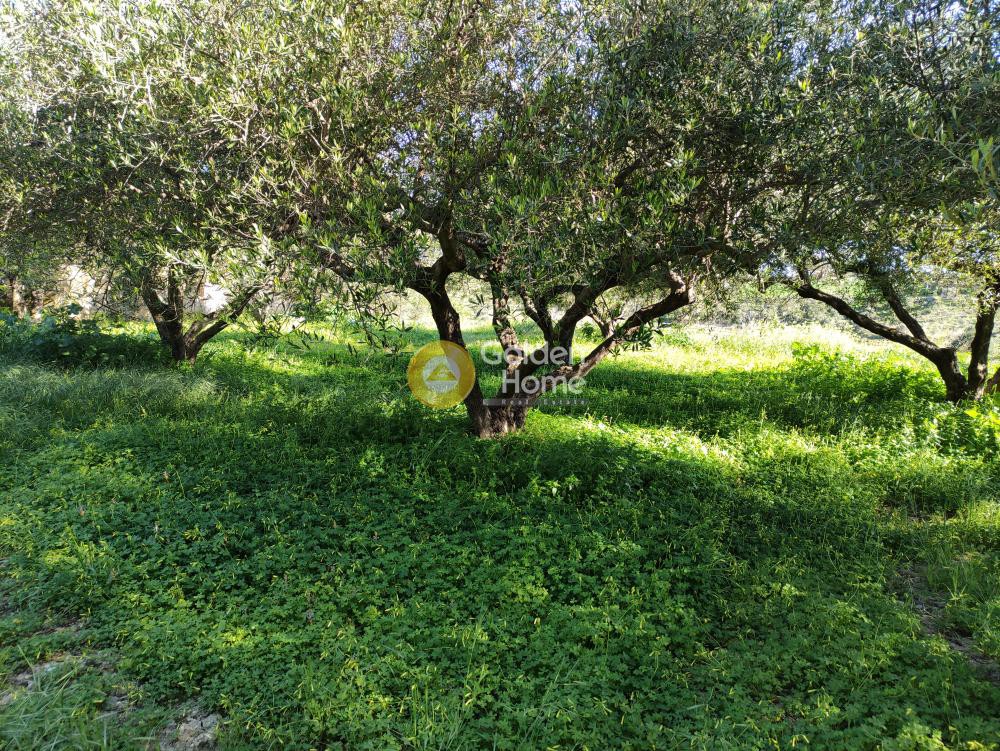 Οικόπεδο 900 τ.μ. προς πώληση, Σίλαμος