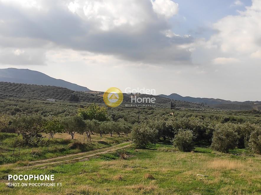 Οικόπεδο 1.700 τ.μ. προς πώληση, Πέριο