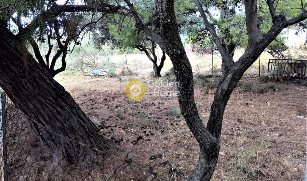 Αγροτεμάχια 360 τ.μ. προς πώληση, Μεγάλα Σχοινία Β
