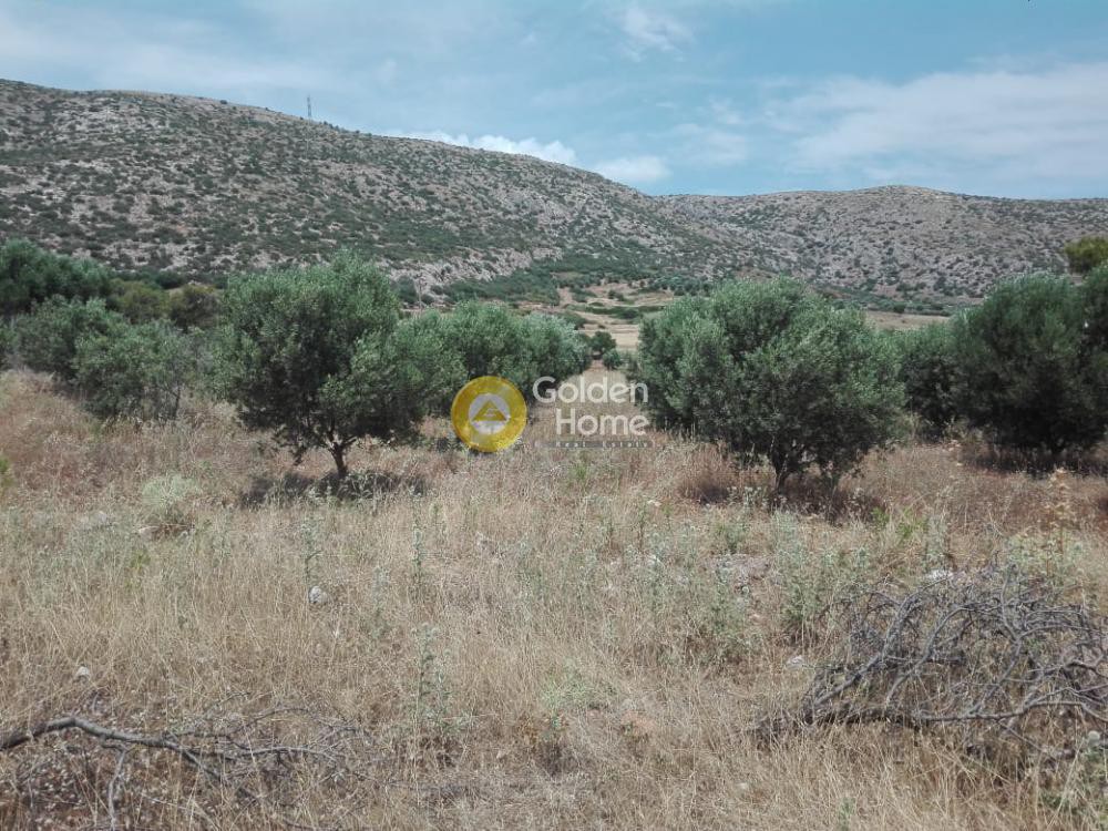Αγροτεμάχια 5.750 τ.μ. προς πώληση, Αρί