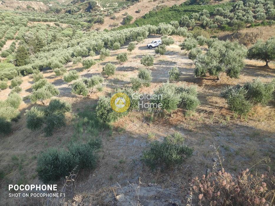 Αγροτεμάχια 6.200 τ.μ. προς πώληση, Πυργού