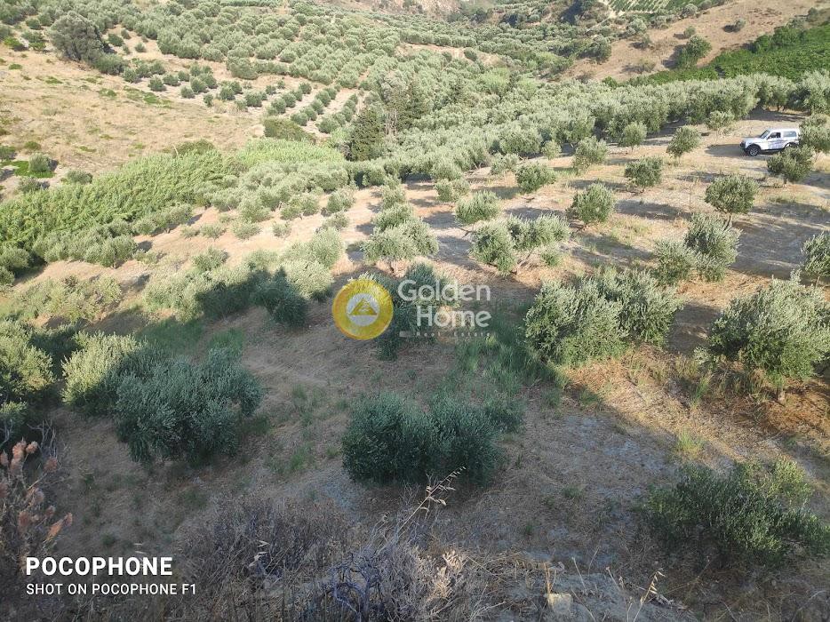 Αγροτεμάχια 6.200 τ.μ. προς πώληση, Πυργού
