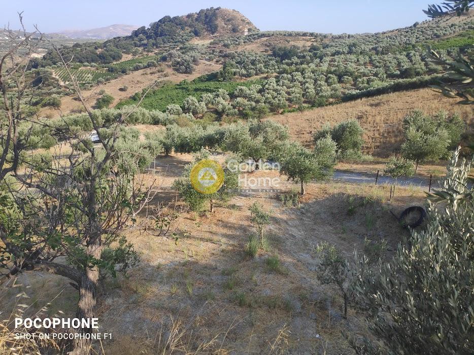 Αγροτεμάχια 6.200 τ.μ. προς πώληση, Πυργού