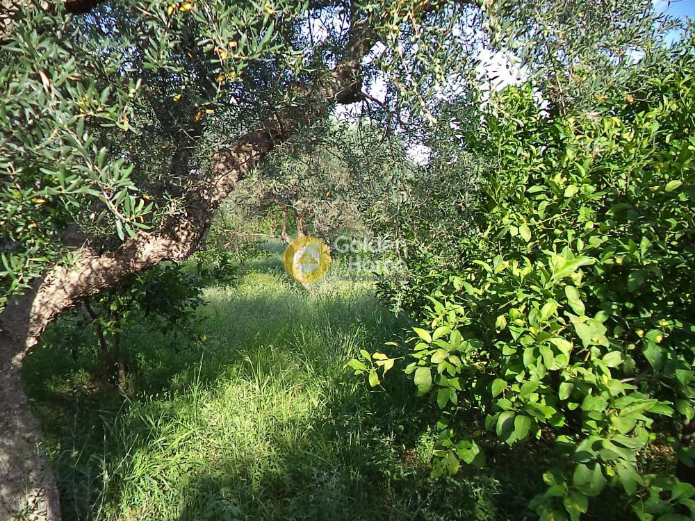 Αγροτεμάχια 5.440 τ.μ. προς πώληση, Κουλούρα Αιγίου