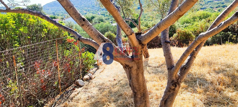 Αγροτεμάχια 315 τ.μ. προς πώληση, Μαστιχοχώρια