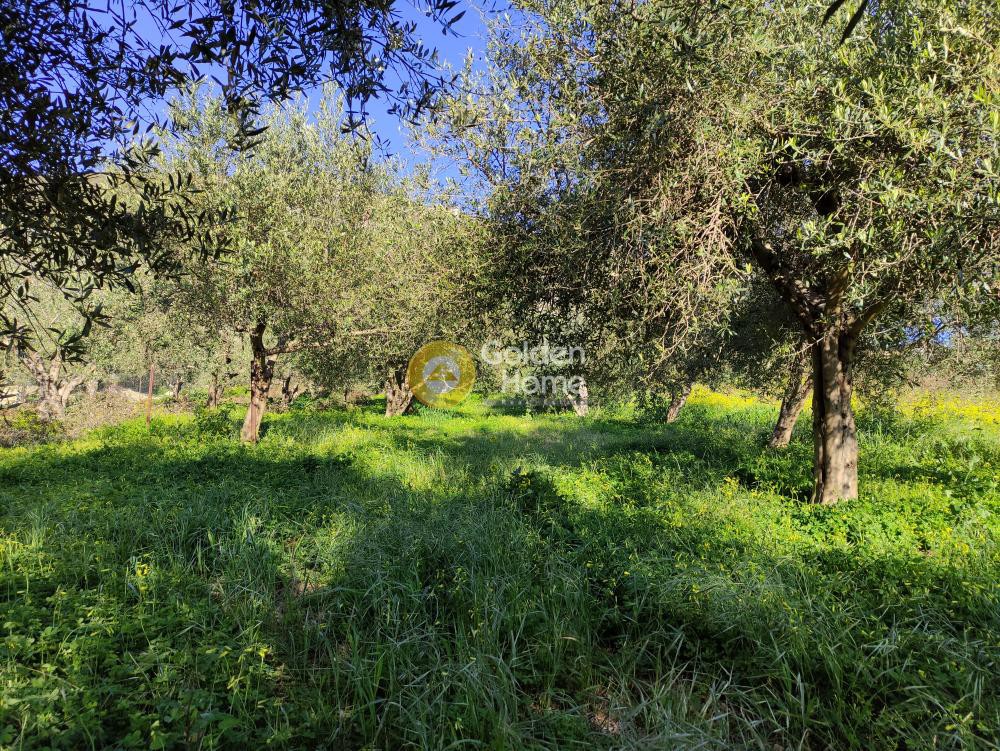 Οικόπεδο 2.335 τ.μ. προς πώληση, Επάνω Αρχάνες