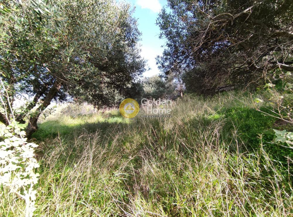 Αγροτεμάχια 2.200 τ.μ. προς πώληση, Πατσίδες