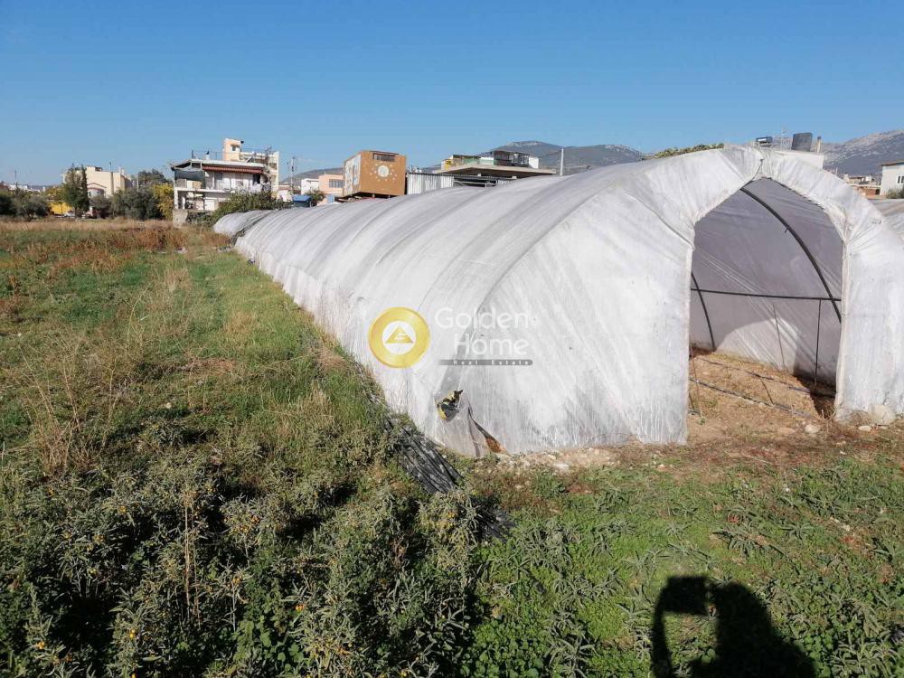 Αγροτεμάχια 800 τ.μ. προς πώληση, Λαθέα