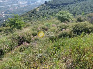 Αγροτεμάχια 1.500 τ.μ. για πώληση, Αχαΐα, Αίγιο-thumb-1