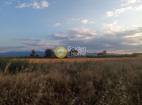 Αγροτεμάχια 2.500 τ.μ. για πώληση, Μαγνησία, Νέα Αγχίαλος