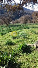 Αγροτεμάχια 14.000 τ.μ. για πώληση, Κυκλάδες, Κέα-thumb-5