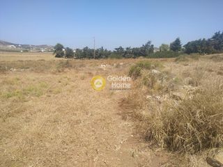 Αγροτεμάχια 6.000 τ.μ. για πώληση
