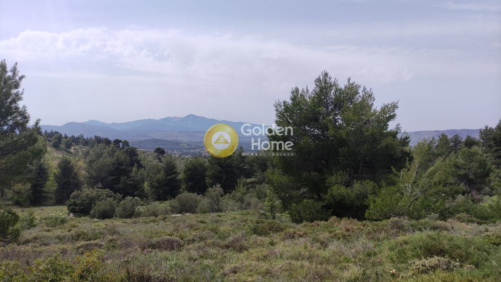 Οικόπεδο 9.700 τ.μ. προς πώληση, Μικροχώρι Καπανδριτίου