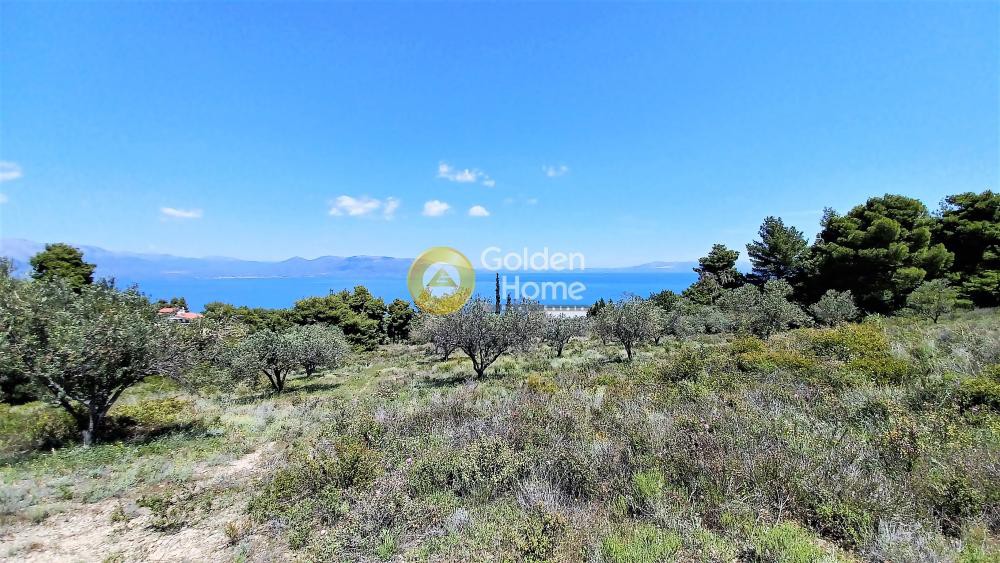 Οικόπεδο 11.041 τ.μ. προς πώληση, Άγιοι Απόστολοι Καλάμου