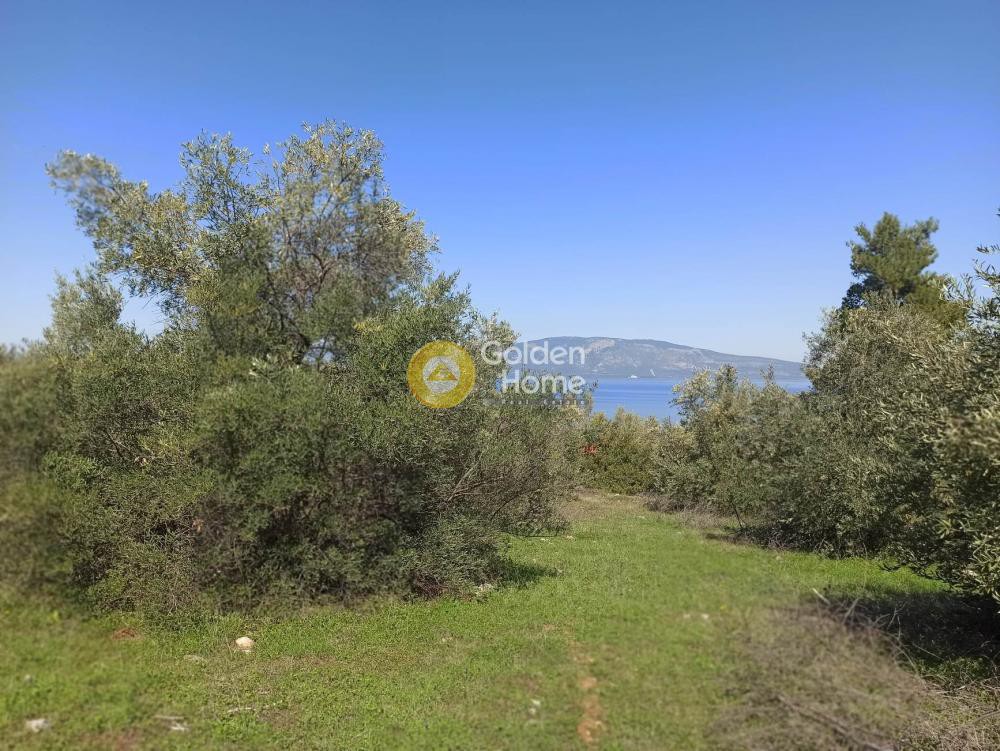 Αγροτεμάχια 4.080 τ.μ. προς πώληση, Πλάτανος Βόρειας Κυνουρίας