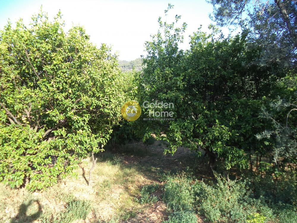 Αγροτεμάχια 7.010 τ.μ. προς πώληση, Φωνησκαριά