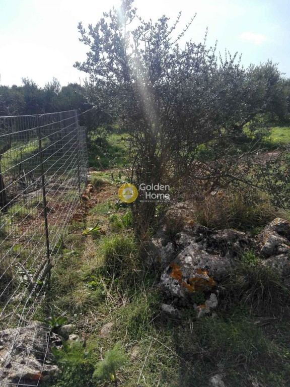 Οικόπεδο 1.000 τ.μ. προς πώληση, Ευαγγελισμός Καστελλίου