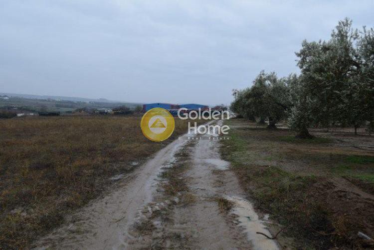 Αγροτεμάχια 6.500 τ.μ. προς πώληση, Λάκκωμα Καλλικράτειας