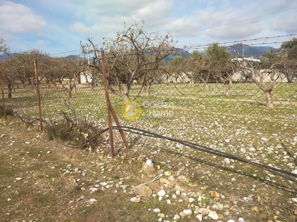 Αγροτεμάχια 7.000 τ.μ. προς ενοικίαση, Αθήνα - Δυτικά Προάστια, Αχαρνές