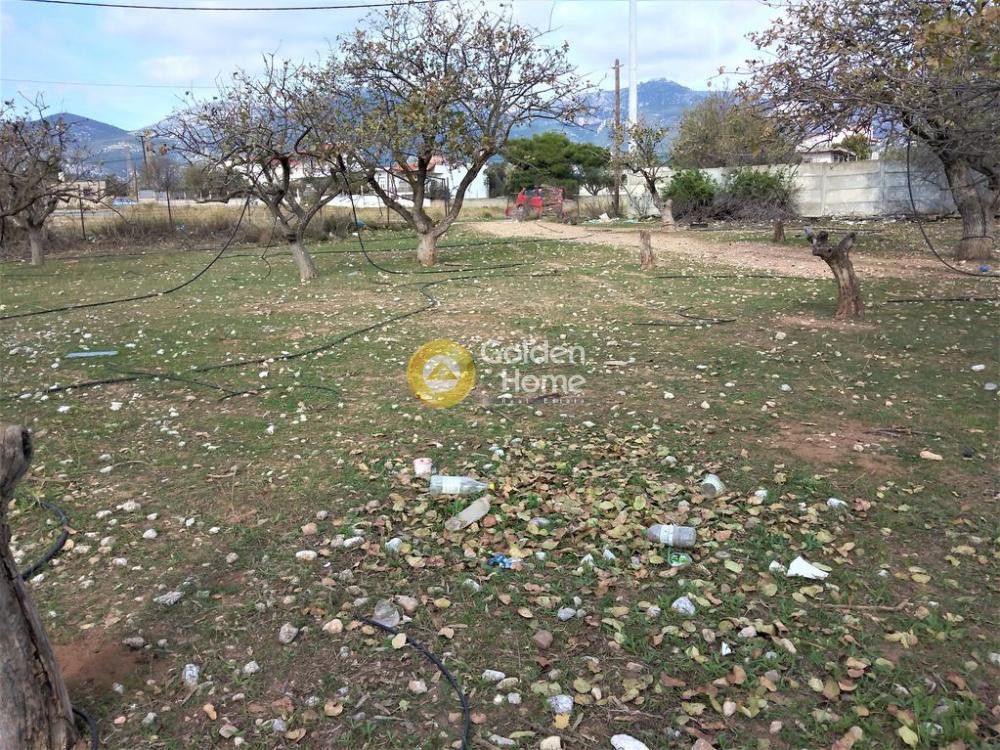 Αγροτεμάχια 7.000 τ.μ. προς ενοικίαση, Αθήνα - Δυτικά Προάστια, Αχαρνές