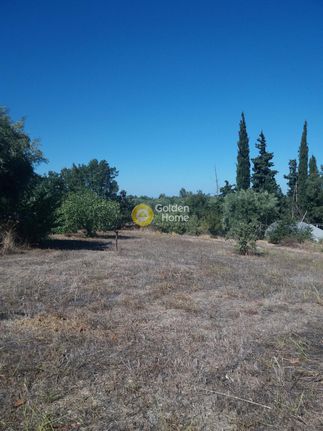 Land plot 10.000 sqm for sale, Achaia, Olenia