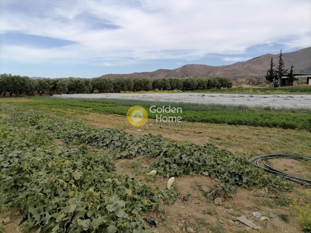 Land plot 4.022 sqm for sale, Pompia