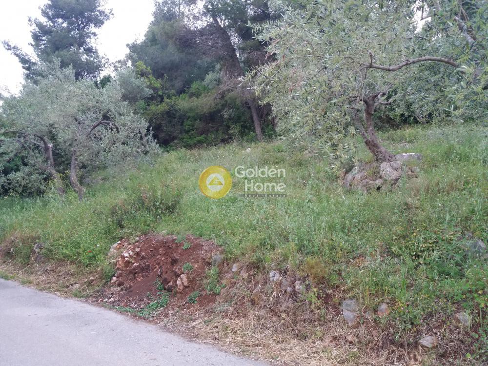Αγροτεμάχια 630 τ.μ. προς πώληση, Ψαροπούλι