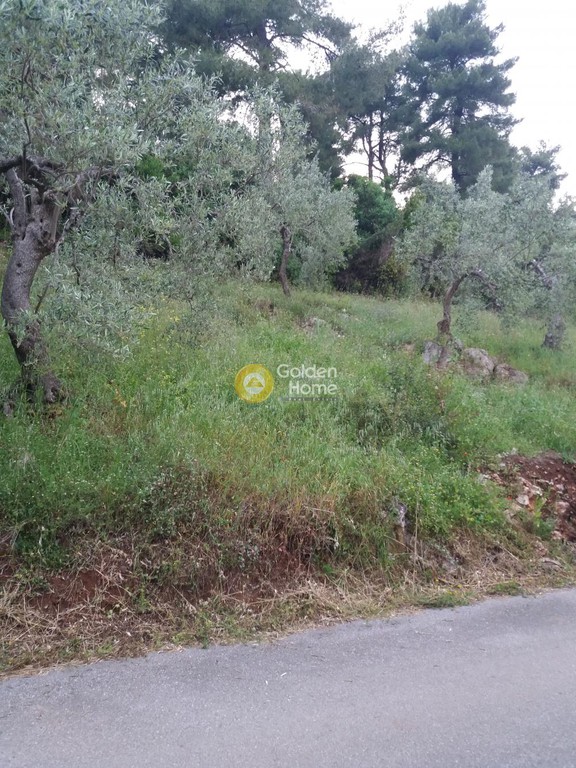 Αγροτεμάχια 630 τ.μ. προς πώληση, Ψαροπούλι