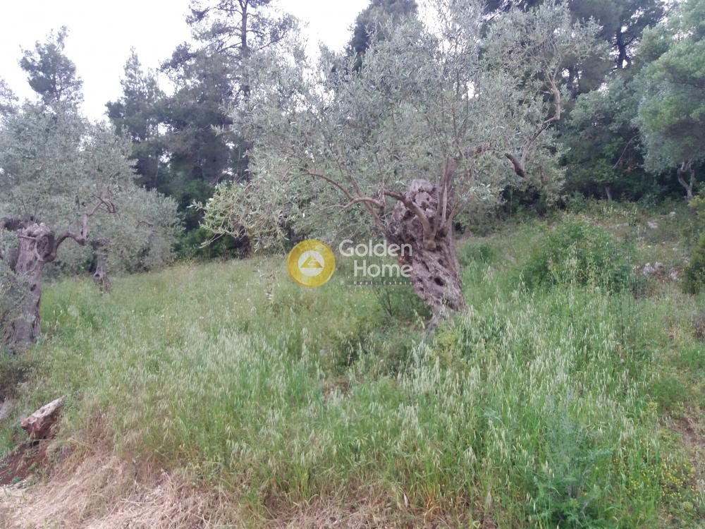 Αγροτεμάχια 630 τ.μ. προς πώληση, Ψαροπούλι
