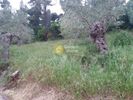 Αγροτεμάχια 630τ.μ. για πώληση-Αρτεμίσιο » Ψαροπούλι
